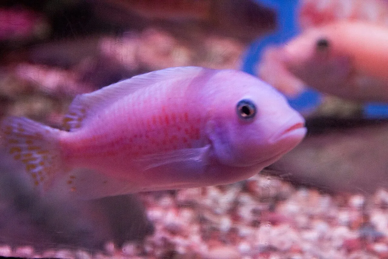 Cichlids