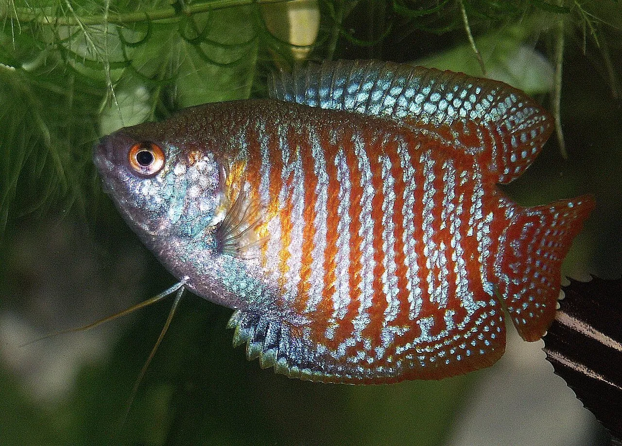 Gouramis