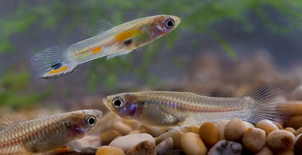 Livebearers