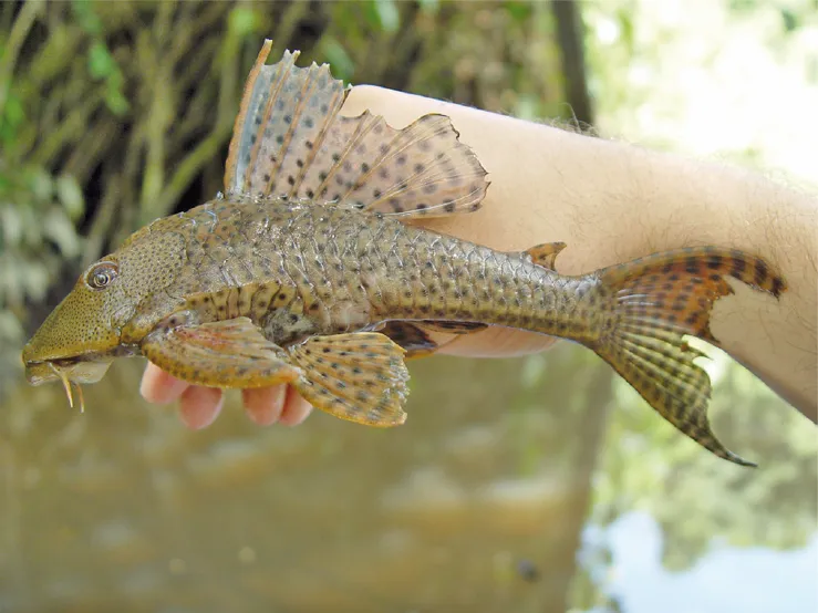 Plecos