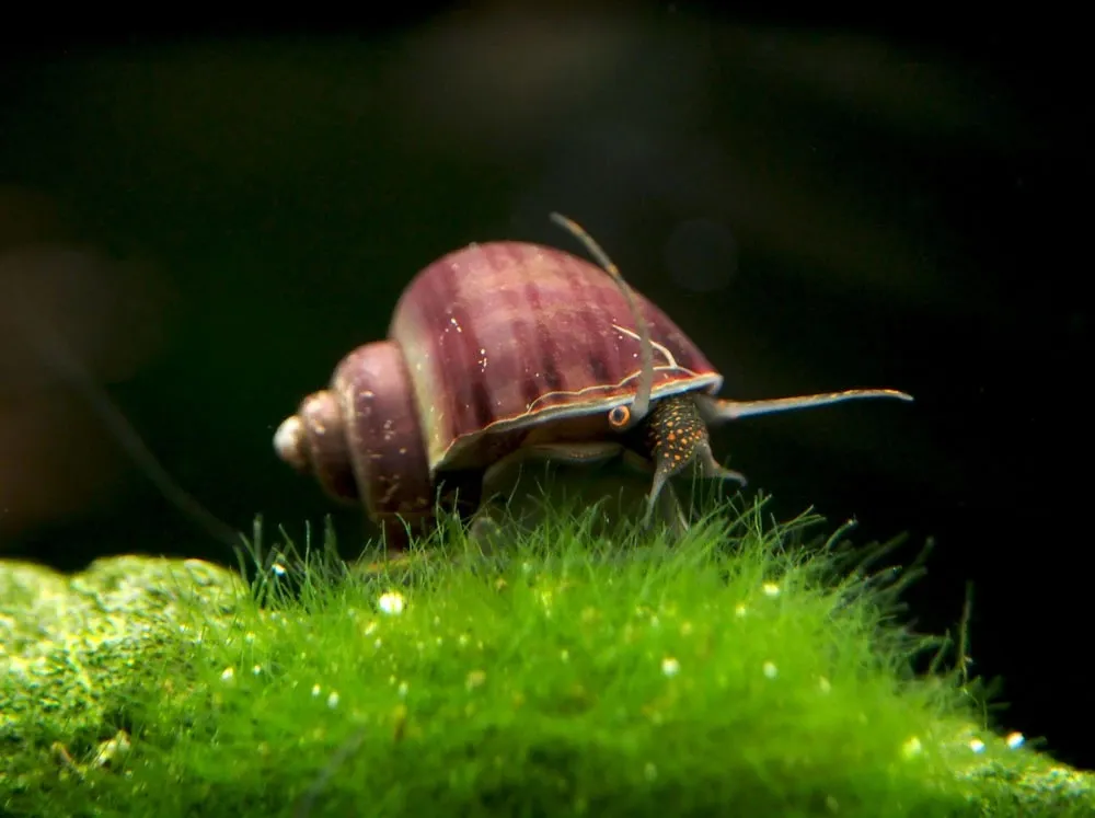 Snails