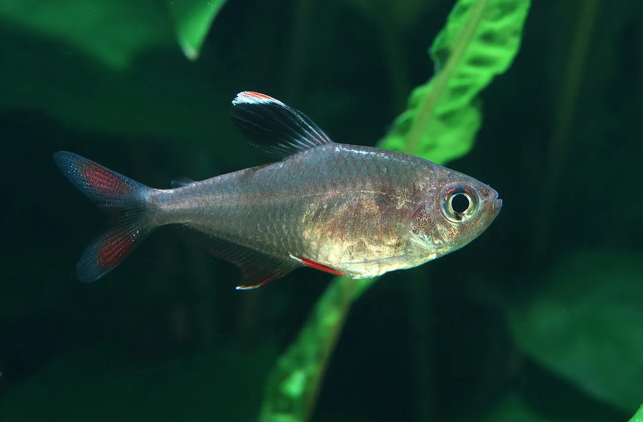 Tetras