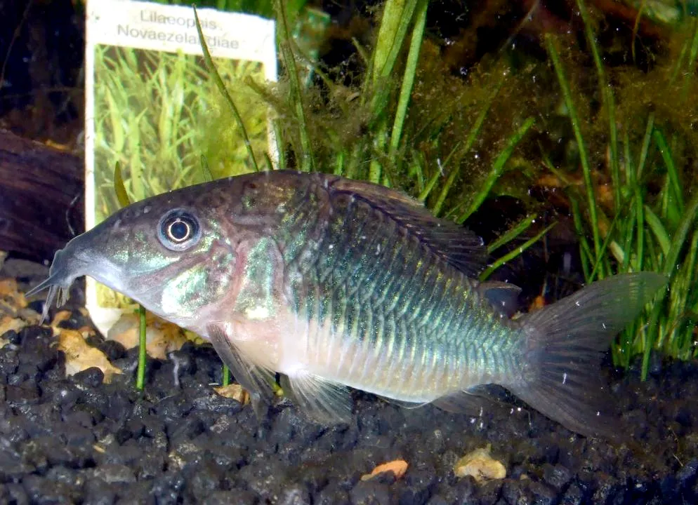 Emerald Cory