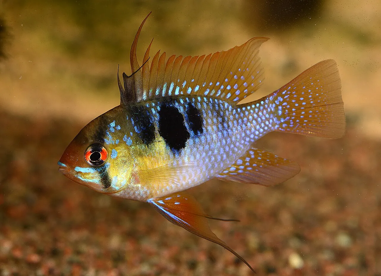 Ram Cichlid