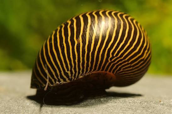 Nerite Snail